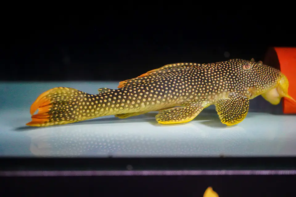 Scobinancistrus aureatus - L014 - 22-28 cm 4