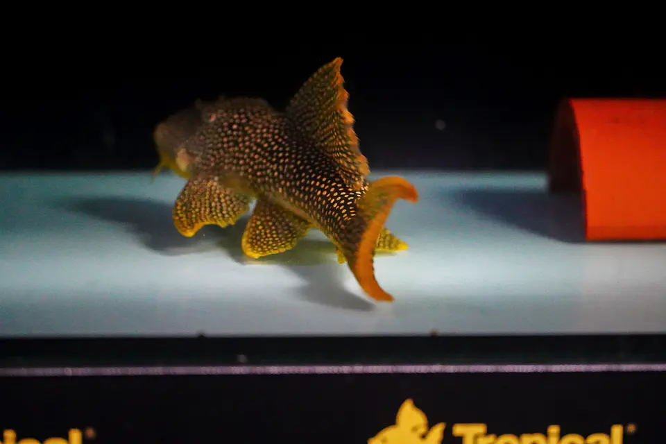 Scobinancistrus aureatus - L014 - 22-28 cm 5
