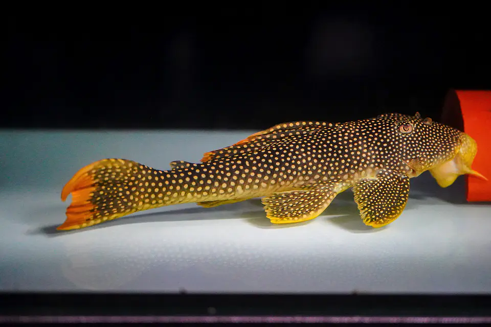 Scobinancistrus aureatus - L014 - 22-28 cm 6