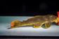 Scobinancistrus aureatus - L014 - 22-28 cm - thumbnail 7