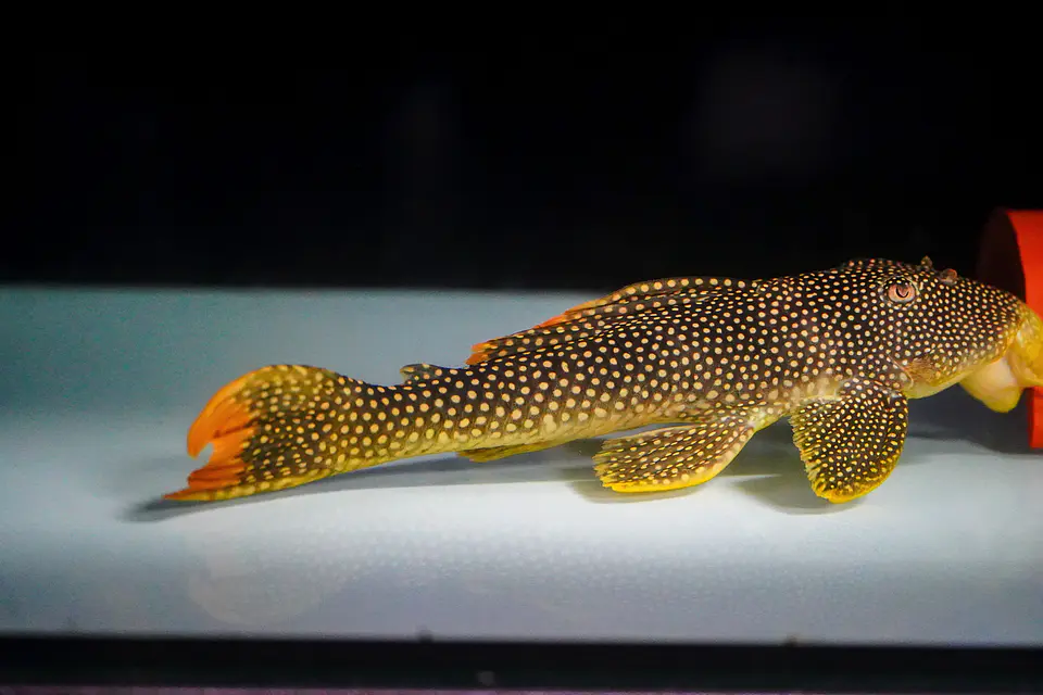 Scobinancistrus aureatus - L014 - 22-28 cm 7