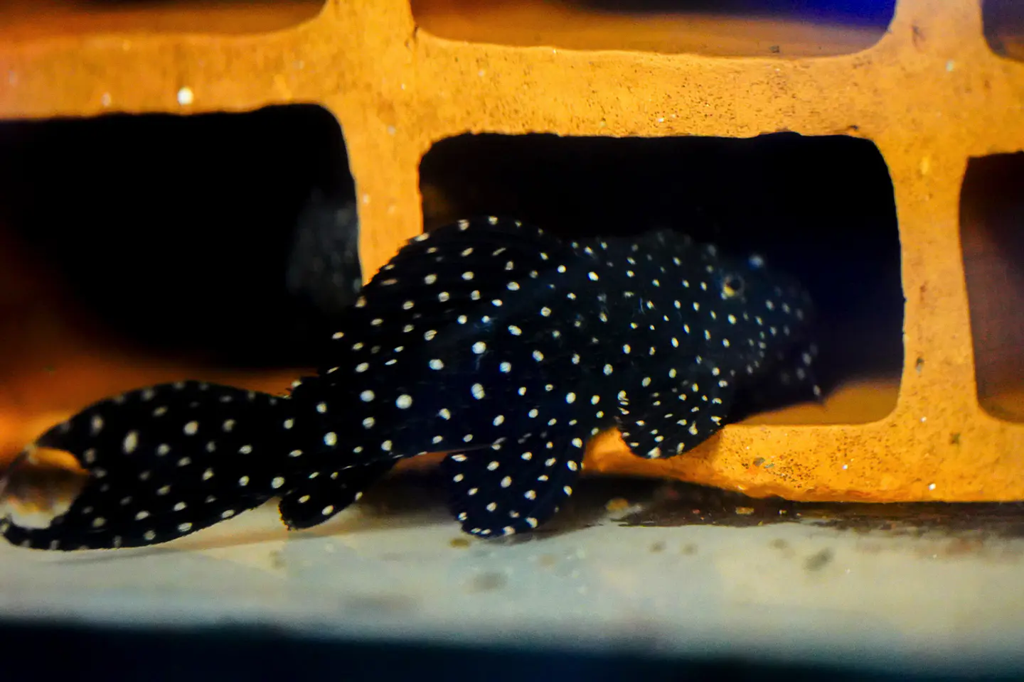 Pseudacanthicus sp, L097 - Cactus Pleco 8-12 cm 1