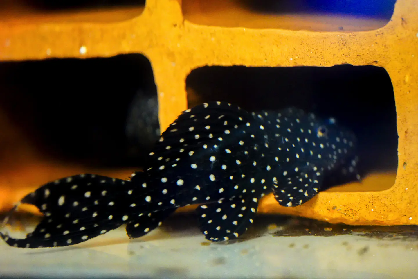 Pseudacanthicus sp, L097 - Cactus Pleco 8-12 cm 2
