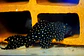 Pseudacanthicus sp, L097 - Cactus Pleco 8-12 cm - Miniatura 2