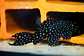 Pseudacanthicus sp, L097 - Cactus Pleco 8-12 cm - Miniatura 4