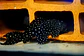 Pseudacanthicus sp, L097 - 19 - 25 cm - thumbnail 1