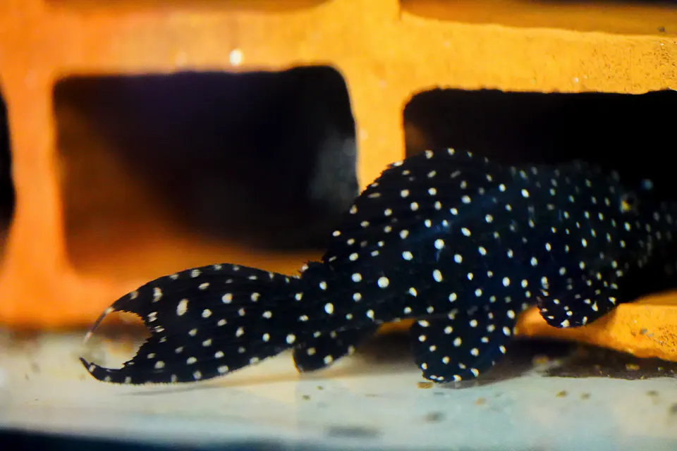 Pseudacanthicus sp, L097 - 19 - 25 cm 3