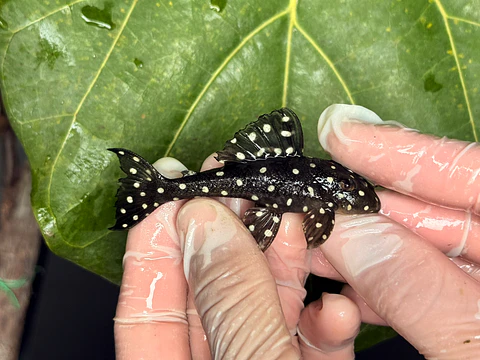 Bola de Neve Pleco - Baryancistrus sp. (L142) 8-12 cm