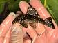 Bola de Neve Pleco - Baryancistrus sp. (L142) 8-12 cm - vignette 2