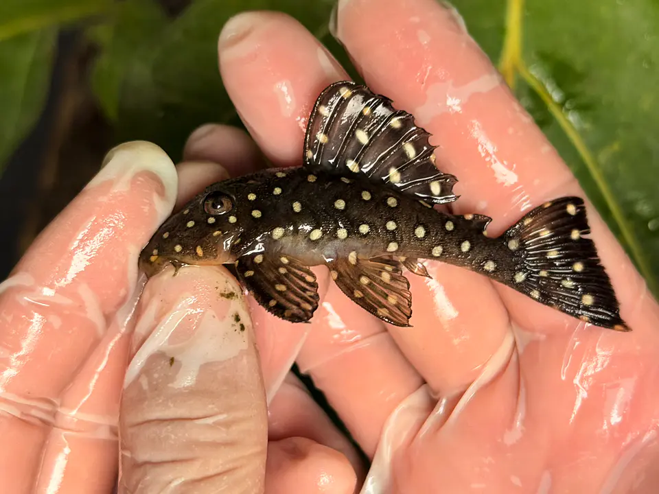 Bola de Neve Pleco - Baryancistrus sp. (L142) 8-12 cm 2