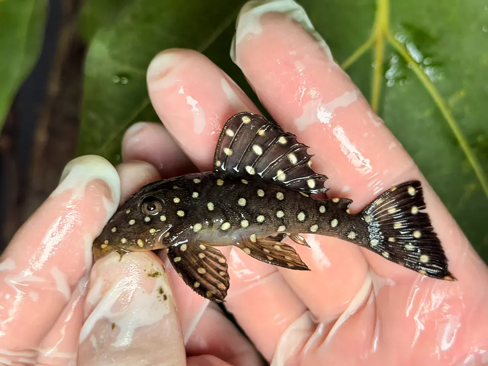 Bola de Neve Pleco - Baryancistrus sp. (L142) 8-12 cm 5