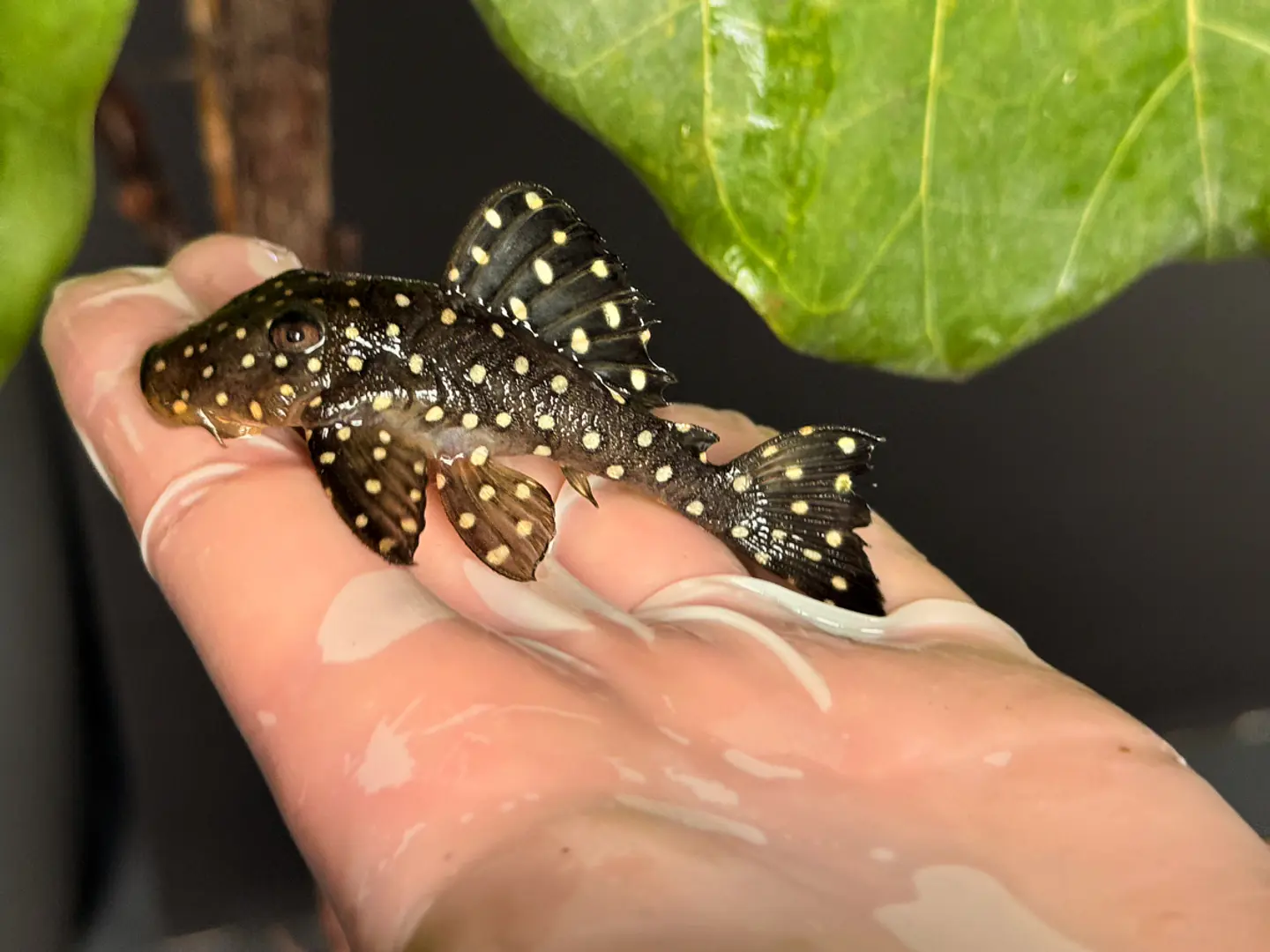 Bola de Neve Pleco - Baryancistrus sp. (L142) 8-12 cm 7