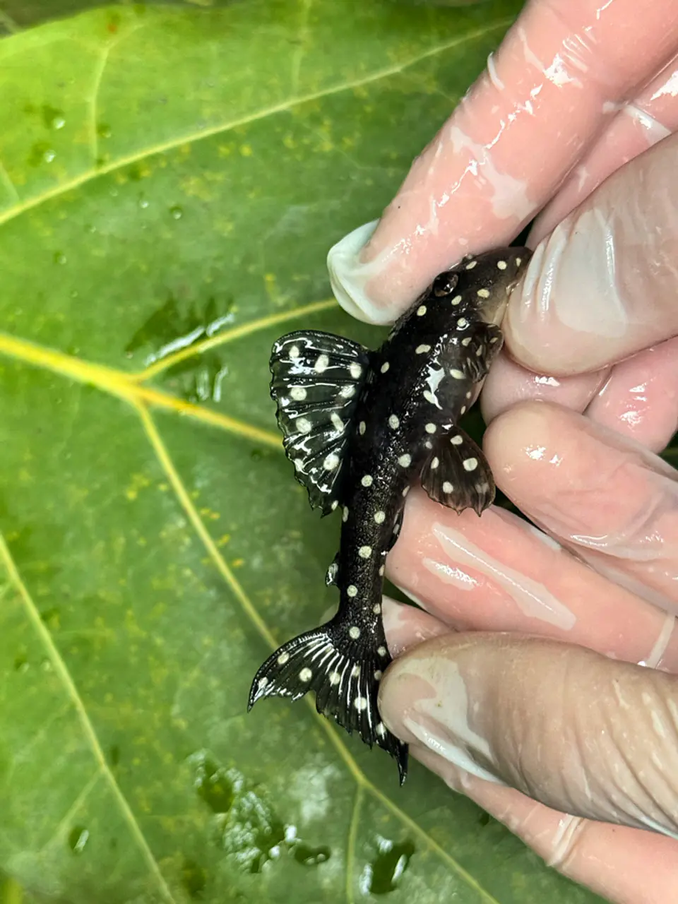 Bola de Neve Pleco - Baryancistrus sp. (L142) 8-12 cm 3