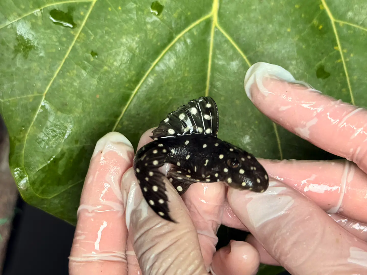 Bola de Neve Pleco - Baryancistrus sp. (L142) 8-12 cm 4
