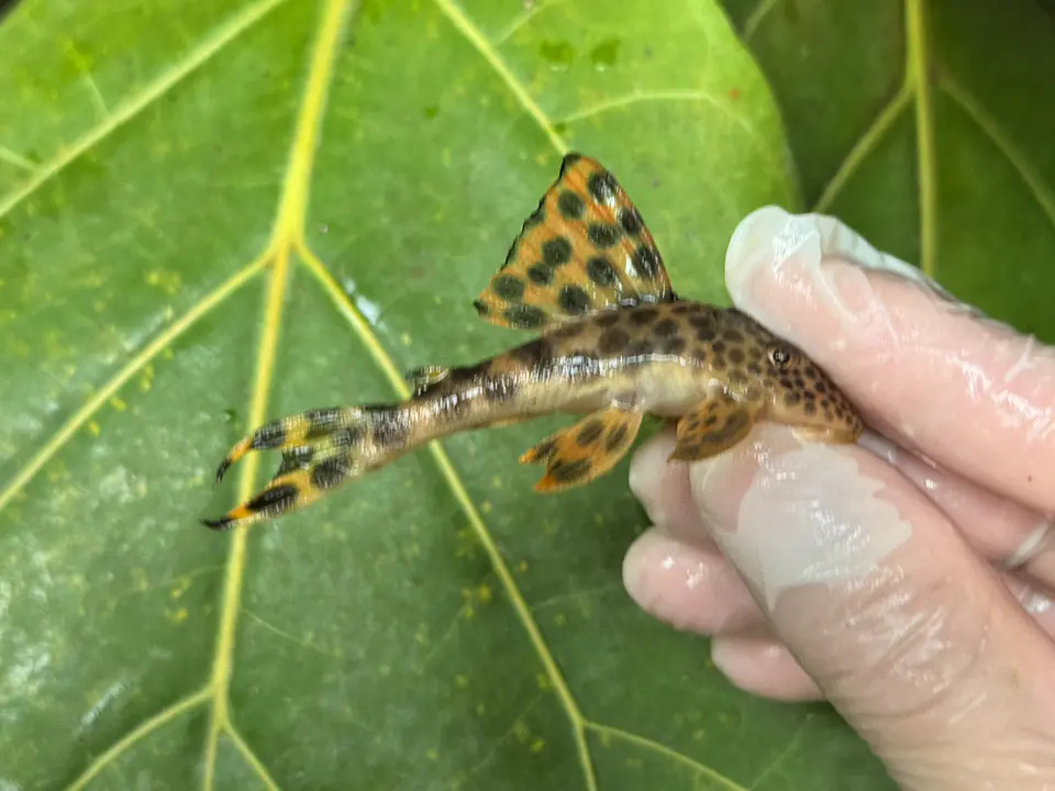 Leopard Pleco - Peckoltia sabaji  - L075   5-9 cm 4