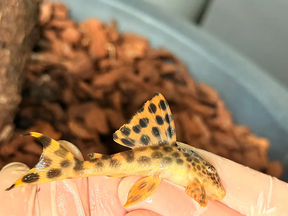Leopard Pleco - Peckoltia sabaji  - L075   5-9 cm 3