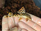 Leopard Pleco - Peckoltia sabaji  - L075   5-9 cm - Miniatura 8