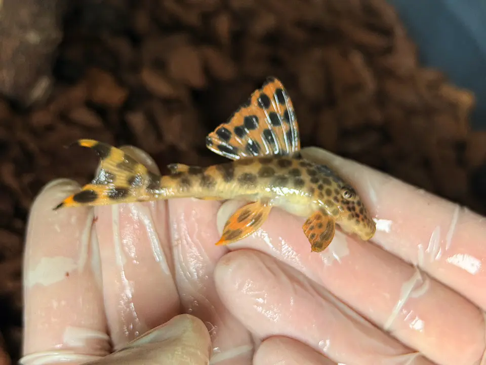 Leopard Pleco - Peckoltia sabaji  - L075   5-9 cm 8