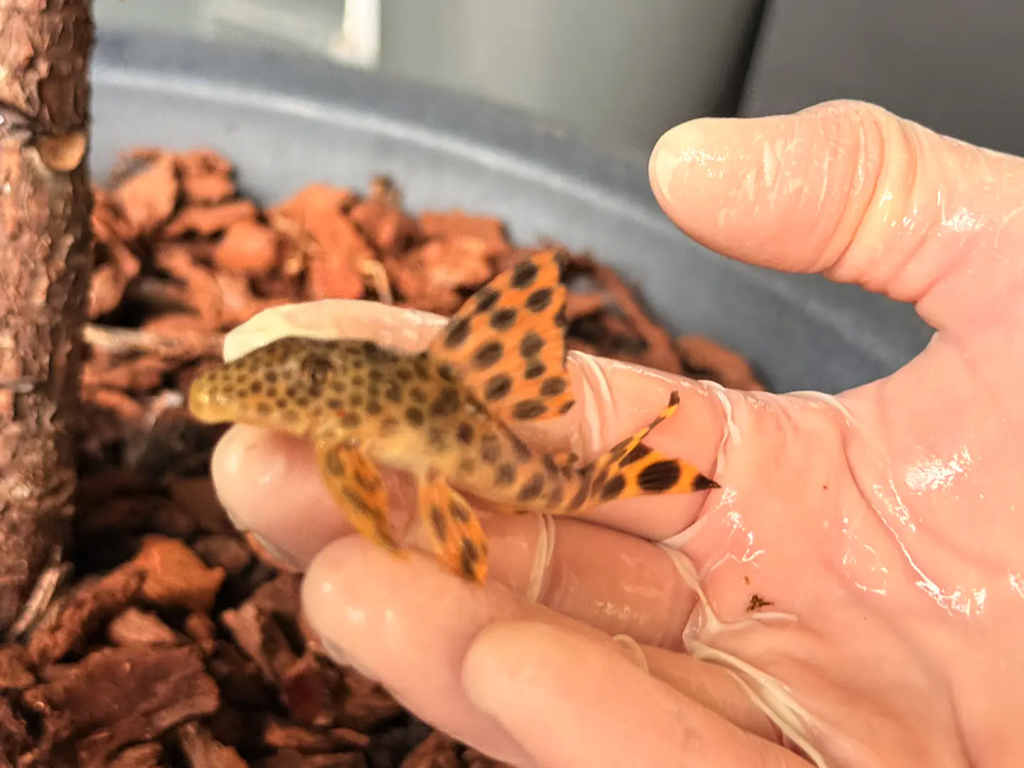 Leopard Pleco - Peckoltia sabaji  - L075   5-9 cm 10