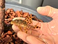 Leopard Pleco - Peckoltia sabaji  - L075   5-9 cm - Miniatura 10