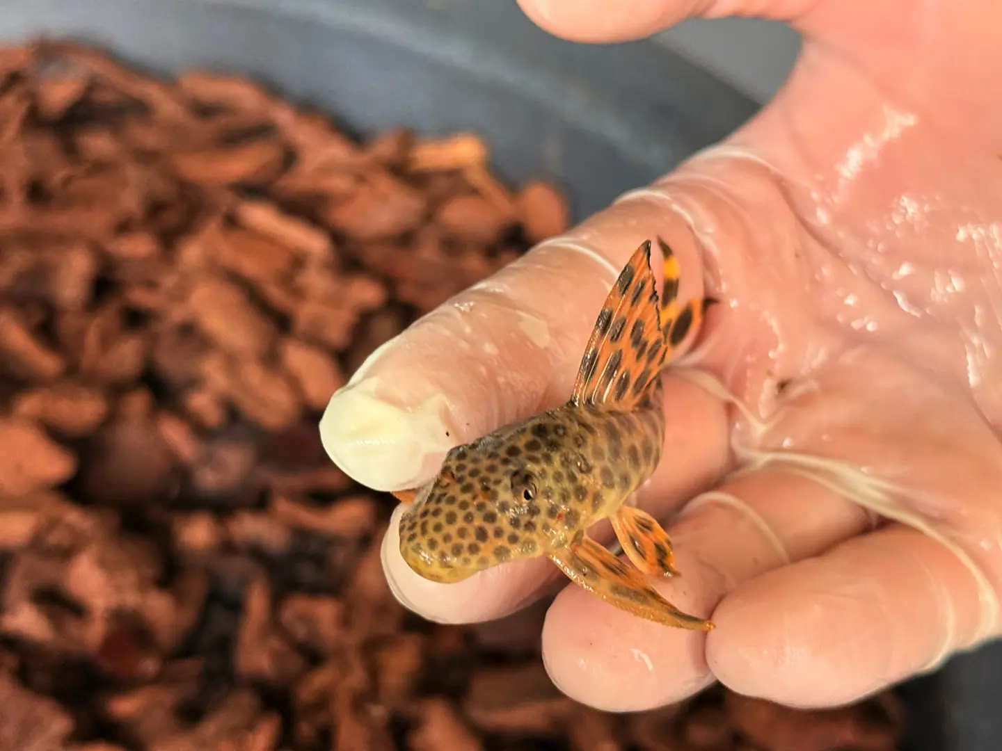 Leopard Pleco - Peckoltia sabaji  - L075   5-9 cm 7