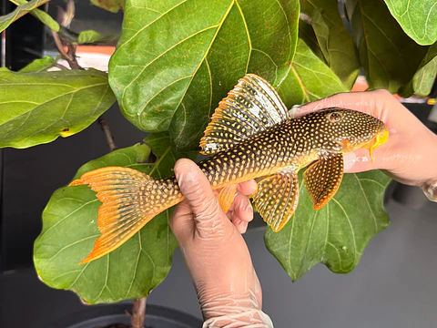 Scobinancistrus aureatus - L014 - 22-25 cm // Macho
