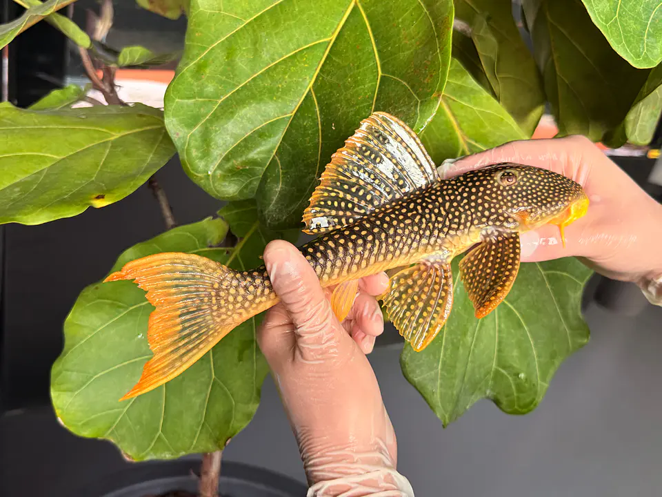 Scobinancistrus aureatus - L014 - 22-25 cm // Macho 1
