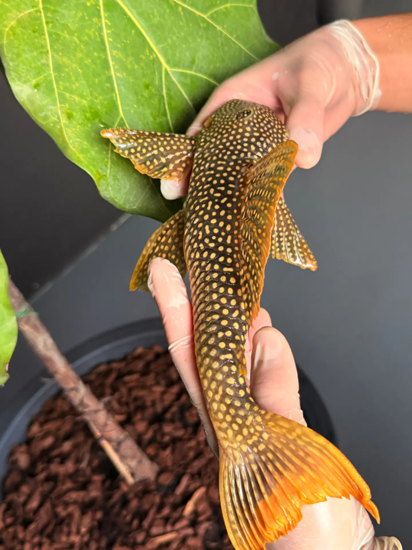 Scobinancistrus aureatus - L014 - 22-25 cm // Macho 7