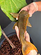 Scobinancistrus aureatus - L014 - 22-25 cm // Macho - Miniatura 7