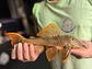 Scobinancistrus aureatus - L014 - 22-25 cm // Macho - Miniatura 5