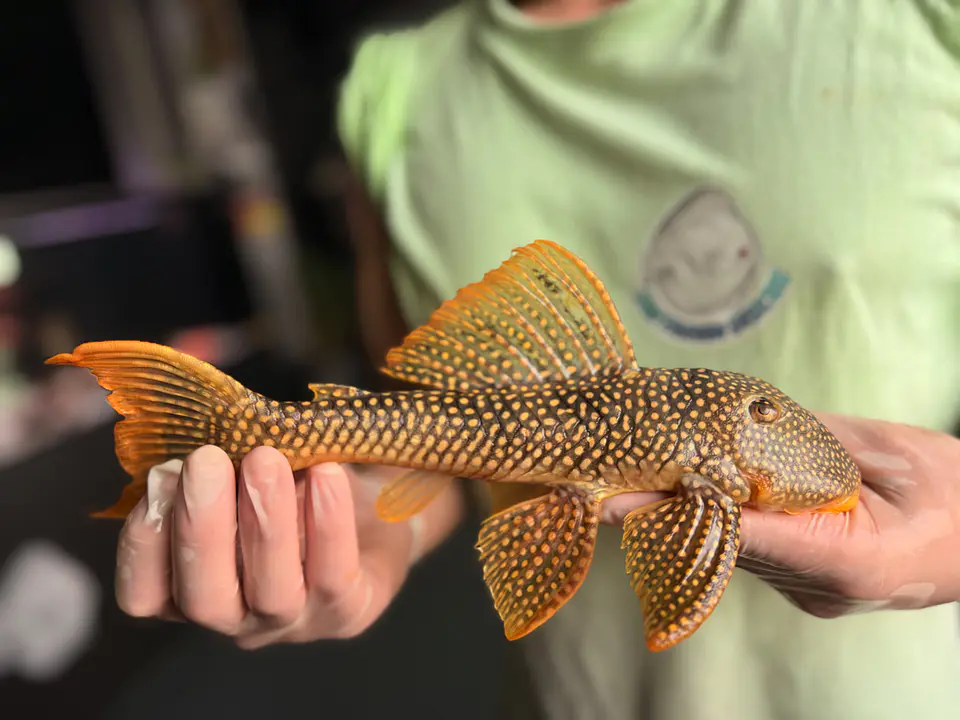 Scobinancistrus aureatus - L014 - 22-25 cm // Macho 5