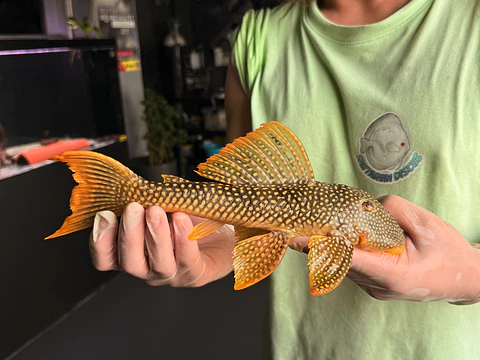 Scobinancistrus aureatus - L014 - 22-28 cm