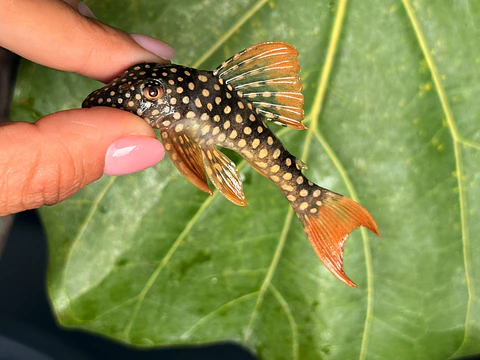 Scobinancistrus aureatus - L014 8-10 cm