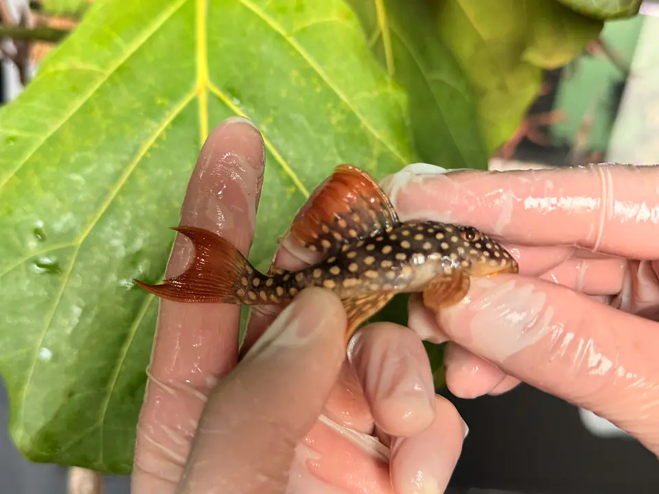 Scobinancistrus aureatus - L014 8-10 cm 2