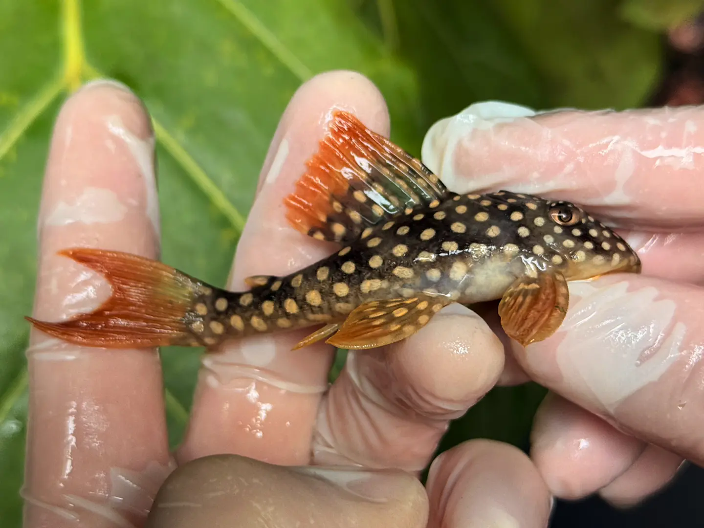 Scobinancistrus aureatus - L014 8-10 cm 4