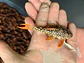 Scobinancistrus aureatus - L014 8-10 cm - thumbnail 6