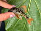 Scobinancistrus aureatus - L014 8-10 cm - thumbnail 7