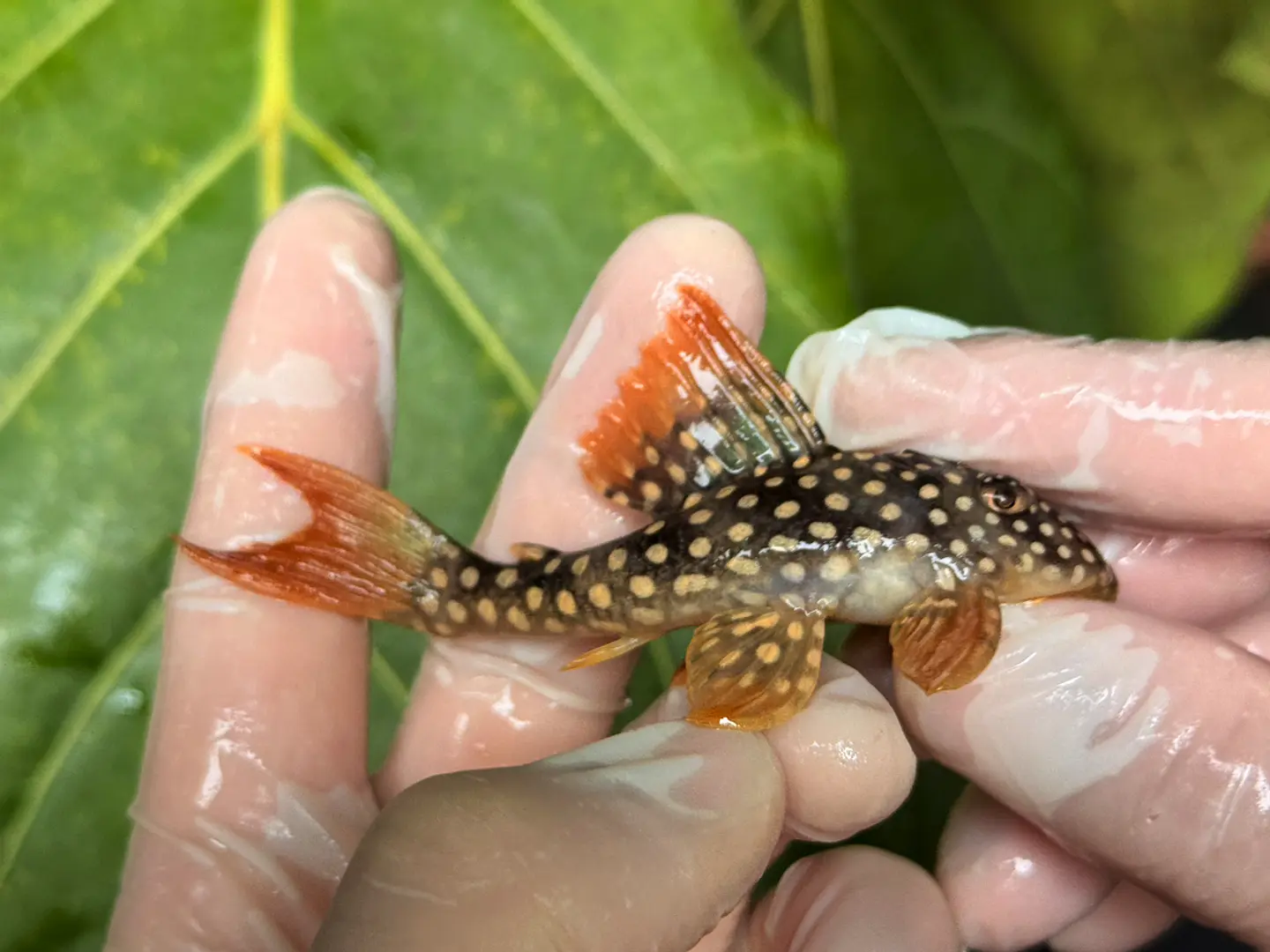 Scobinancistrus aureatus - L014 - 11-14 cm 6