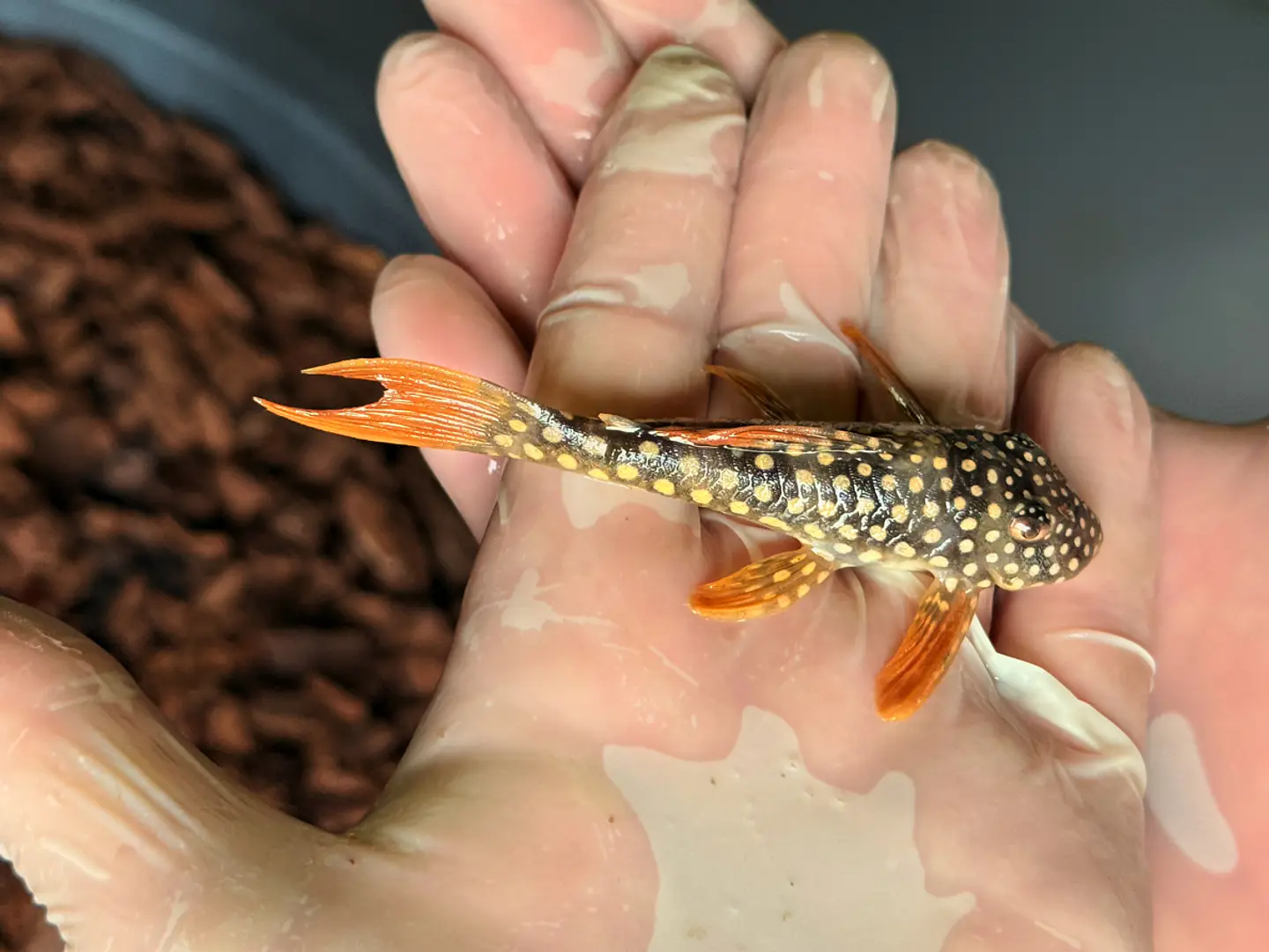 Scobinancistrus aureatus - L014 - 11-14 cm 7