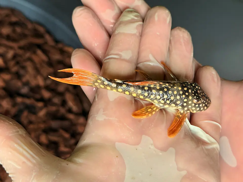 Scobinancistrus aureatus - L014 - 11-14 cm 7