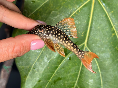 Scobinancistrus aureatus - L014 - 11-14 cm