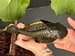 Baryancistrus xanthellus  L081 - Pepita de Ouro - 20-22 cm - thumbnail 2
