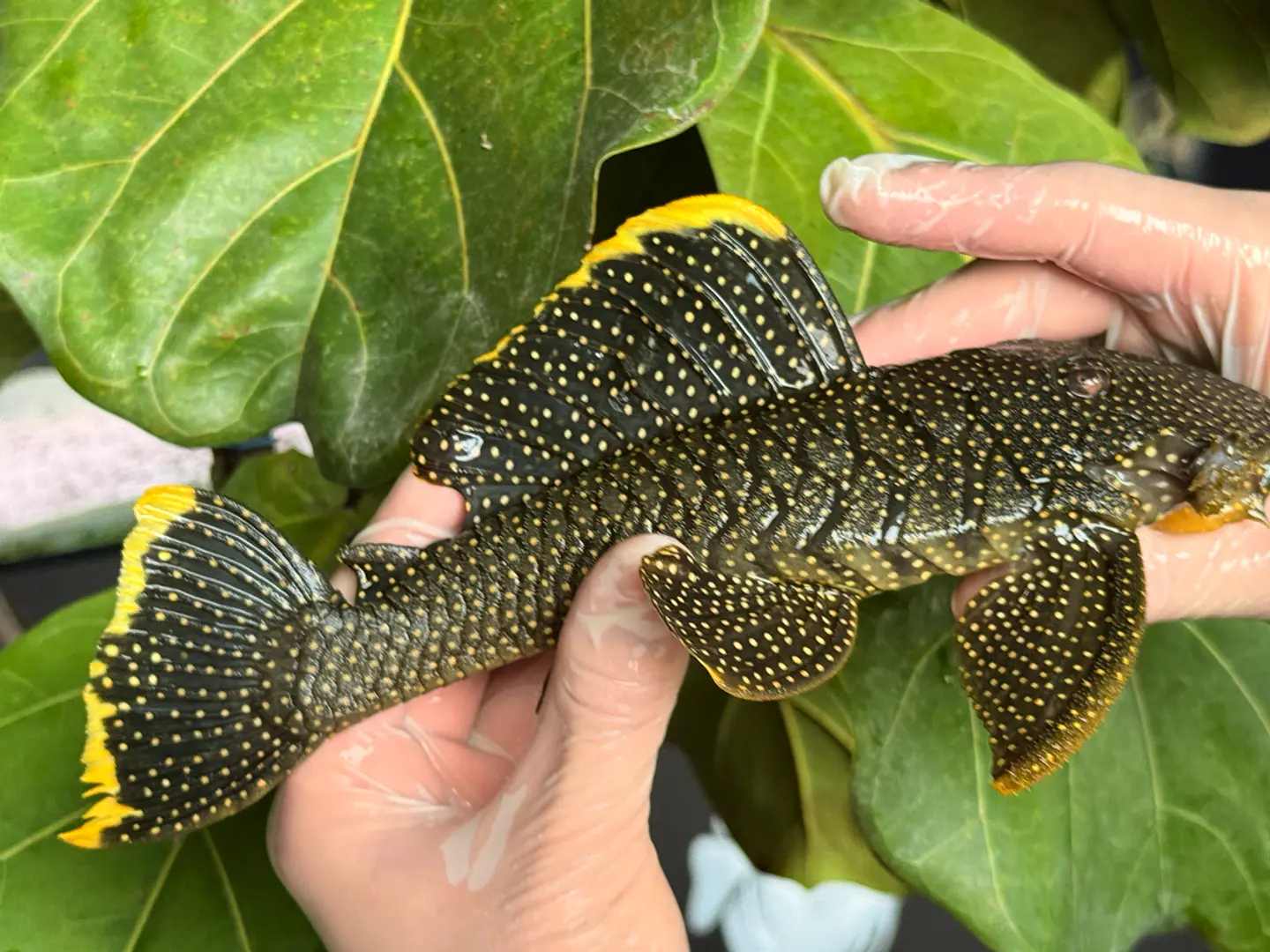 Baryancistrus xanthellus  L081 - Pepita de Ouro - 20-22 cm 3