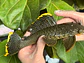 Baryancistrus xanthellus  L081 - Pepita de Ouro - 20-22 cm - thumbnail 3