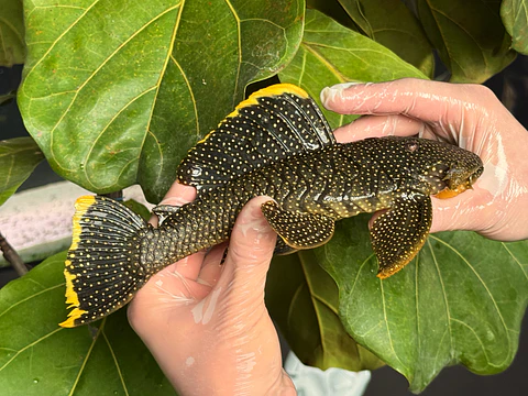 Baryancistrus xanthellus  L081 - Pepita de Ouro - 20-22 cm