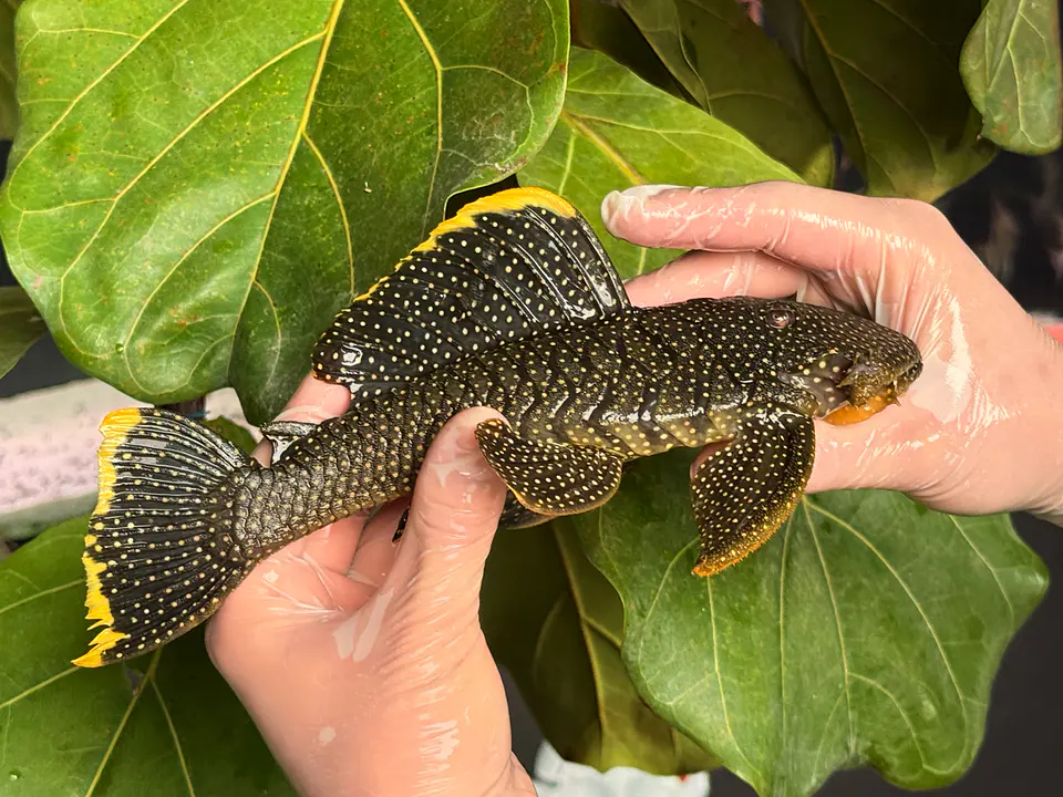 Baryancistrus xanthellus  L081 - Pepita de Ouro - 20-22 cm 5
