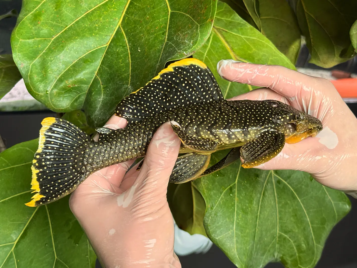 Baryancistrus xanthellus  L081 - Pepita de Ouro - 20-22 cm 8