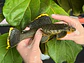 Baryancistrus xanthellus  L081 - Pepita de Ouro - 20-22 cm - thumbnail 8