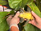 Baryancistrus xanthellus  L081 - Pepita de Ouro - 20-22 cm - thumbnail 6