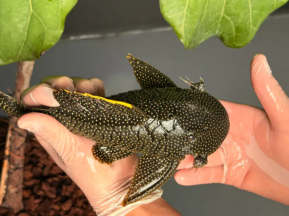 Baryancistrus xanthellus  L081 - Pepita de Ouro - 20-22 cm 4